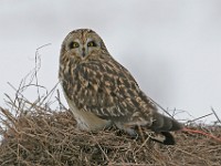 IMG 2088c  Short-eared Owl (Asio flammeus)
